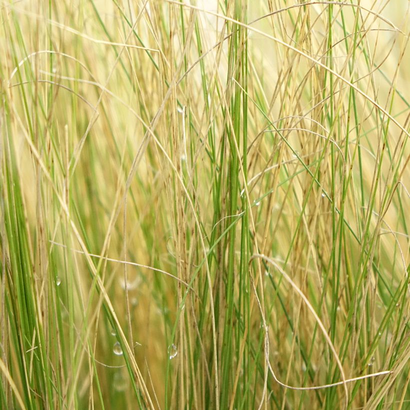 Stipa pennata - Vedergras (Blad)