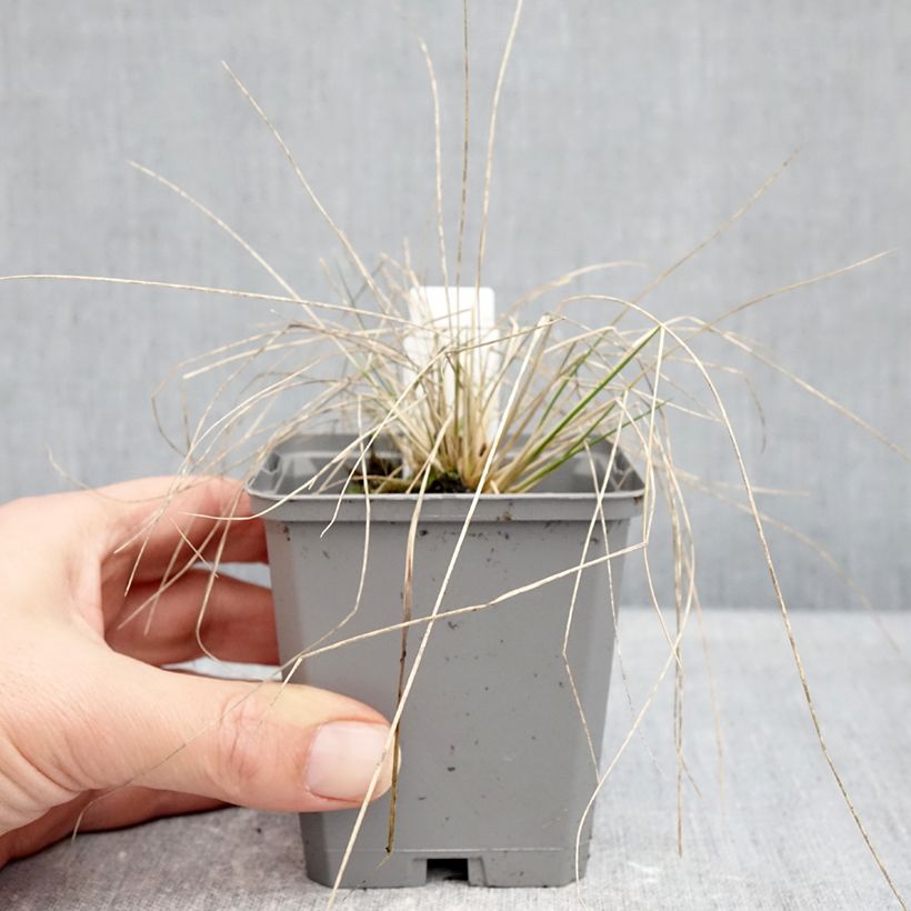 Example of Stipa splendens - Vedergras Kweekpotje van 8/9 cm as you get in hiver