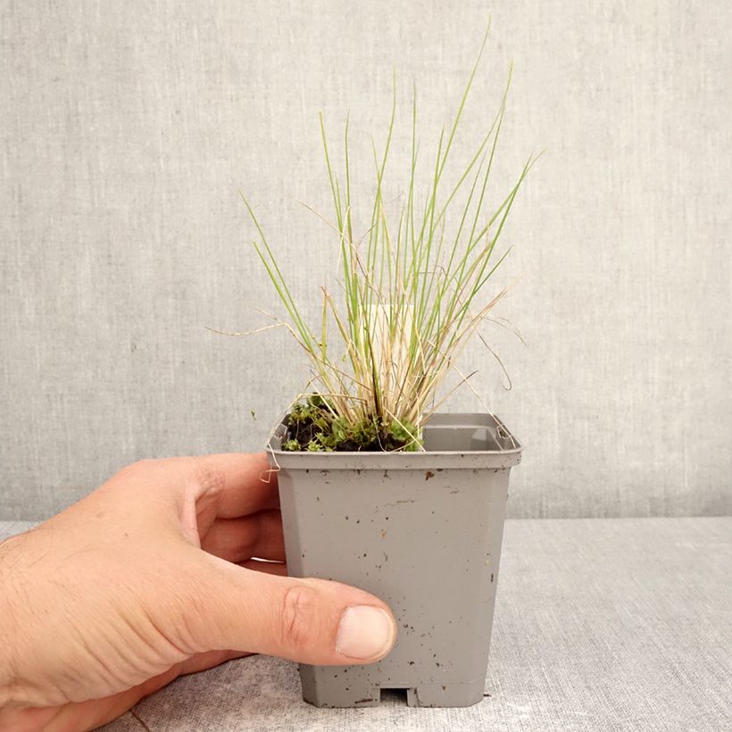 Exemplaar van Stipa splendens - Vedergras Kweekpotje van 8/9 cm zoals geleverd in de lente