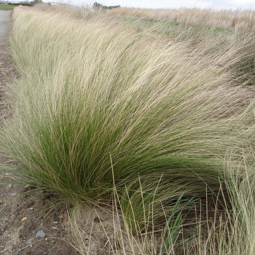 Stipa tenuifolia Pony Tails - Vedergras (Plant habit)