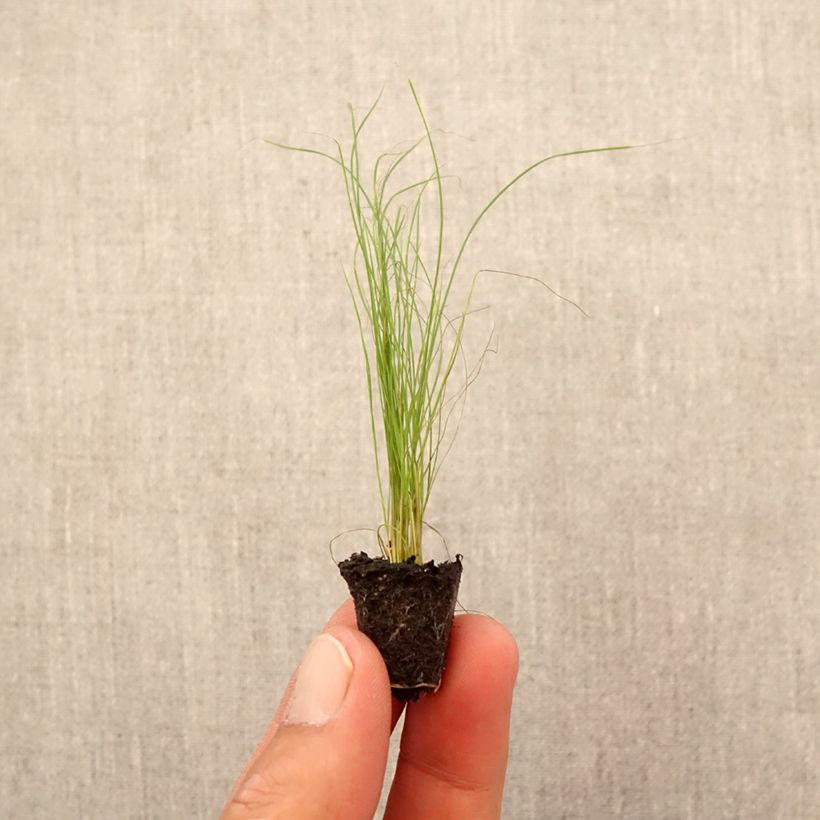 Example of Stipa tenuifolia Pony Tails - Vedergras Mini-mot Ø 1,5/2,5 cm as you get in automne