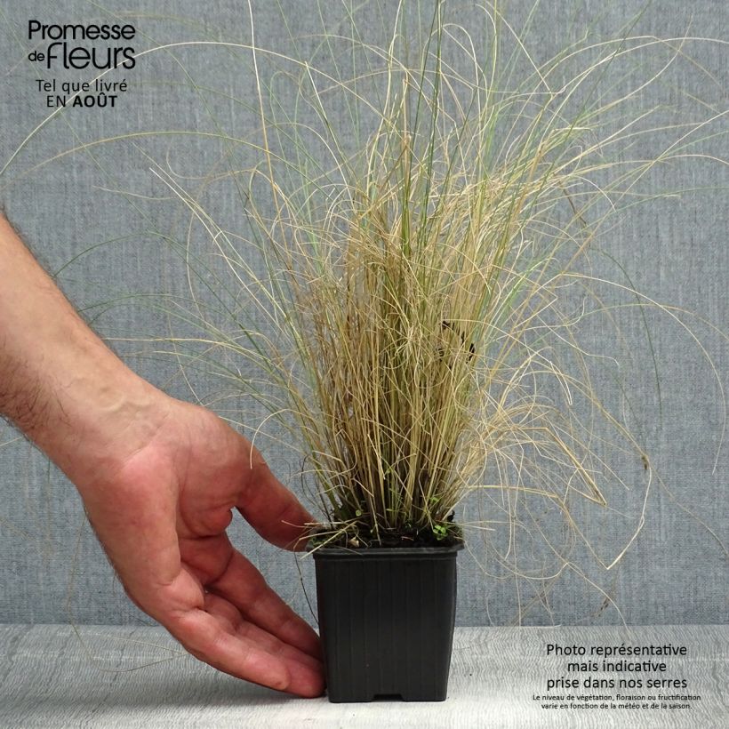 Exemplaar van Stipa trichotoma Palomino - Vedergras Kweekpotje van 8/9 cm zoals geleverd in de zomer