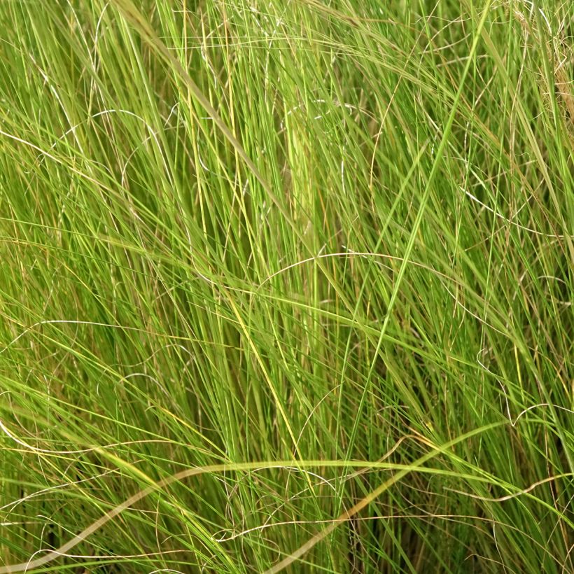 Stipa trichotoma Palomino - Vedergras (Blad)