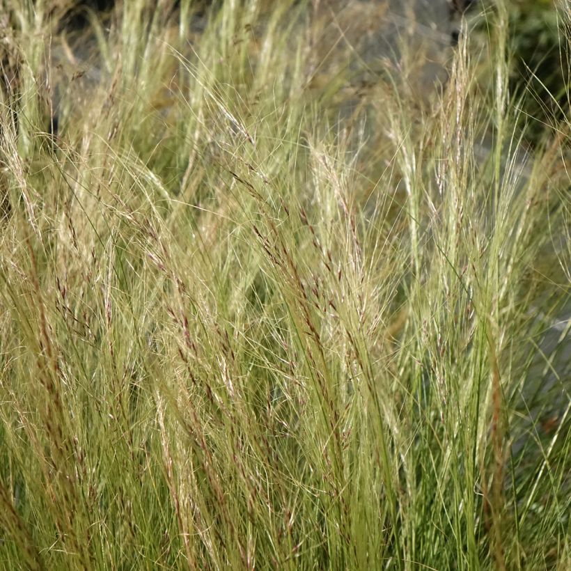 Stipa trichotoma Palomino - Vedergras (Bloei)