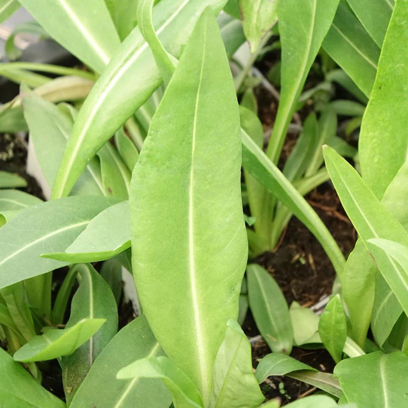 Stokesia laevis Alba - Bleuet d'Amérique (Blad)