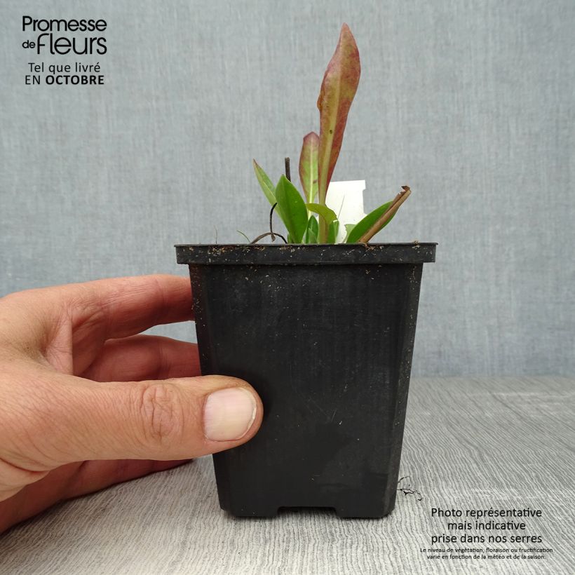 Exemplaar van Stokesia laevis Purple Parasols - Asterlelie Kweekpotje van 8/9 cm zoals geleverd in de herfst