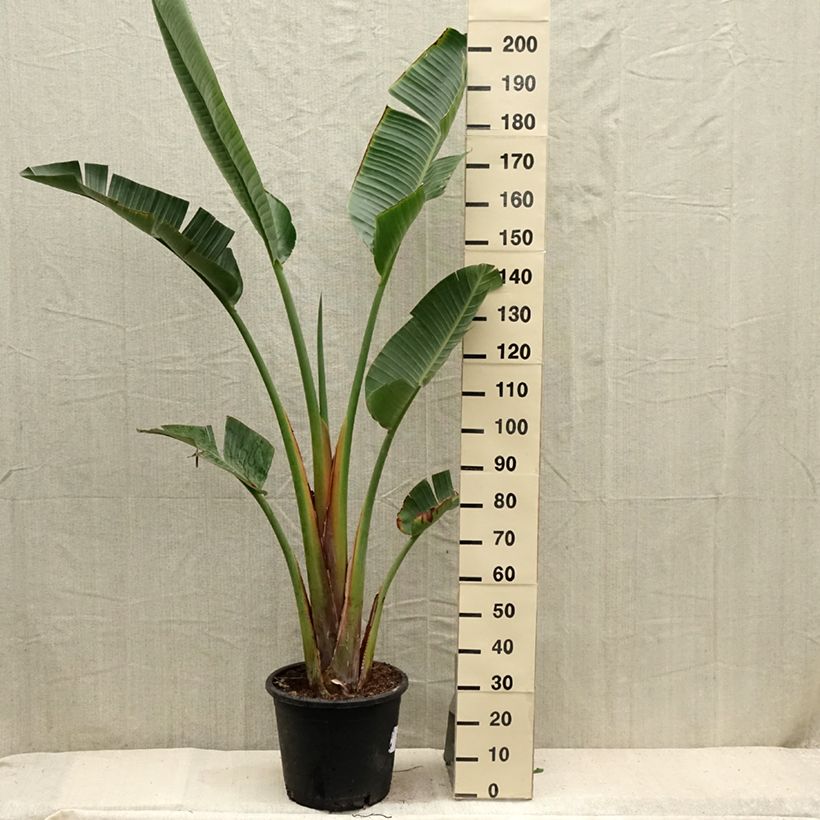 Exemplaar van Strelitzia augusta - Witte paradijsvogelplant Pot de 30L/35L zoals geleverd in de zomer