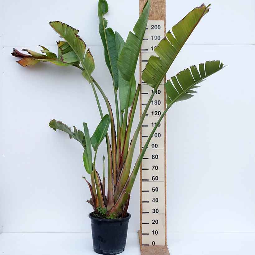 Exemplaar van Strelitzia augusta - Witte paradijsvogelplant Pot van 30L/35L zoals geleverd in de herfst