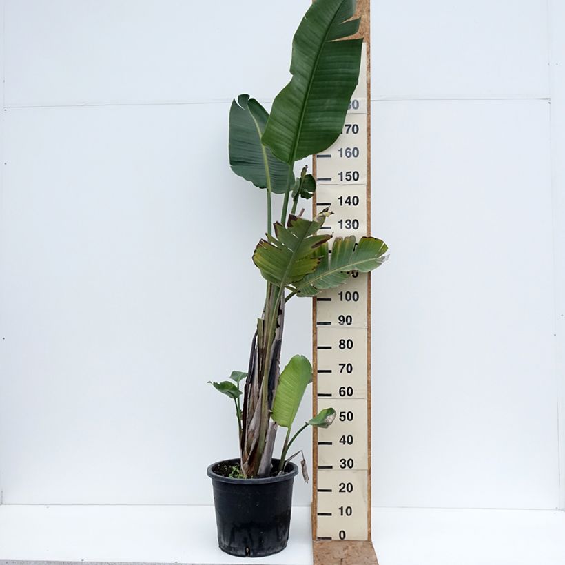 Exemplaar van Strelitzia augusta - Witte paradijsvogelplant Pot de 30L/35L zoals geleverd in de winter
