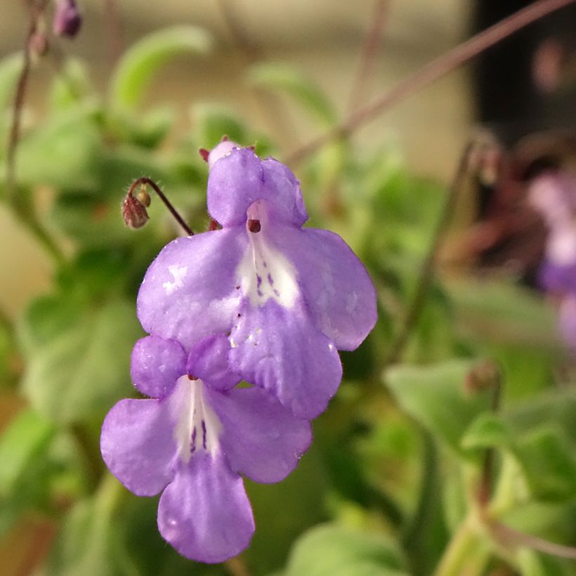 Streptocarpus saxorum Paars - Kaapse primula (Bloei)
