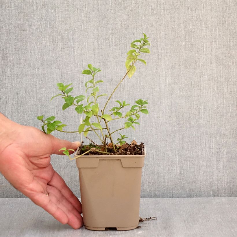 Exemplaar van Streptosolen jamesonii - Marmeladeplant Kweekpotje van 8/9 cm zoals geleverd in de zomer