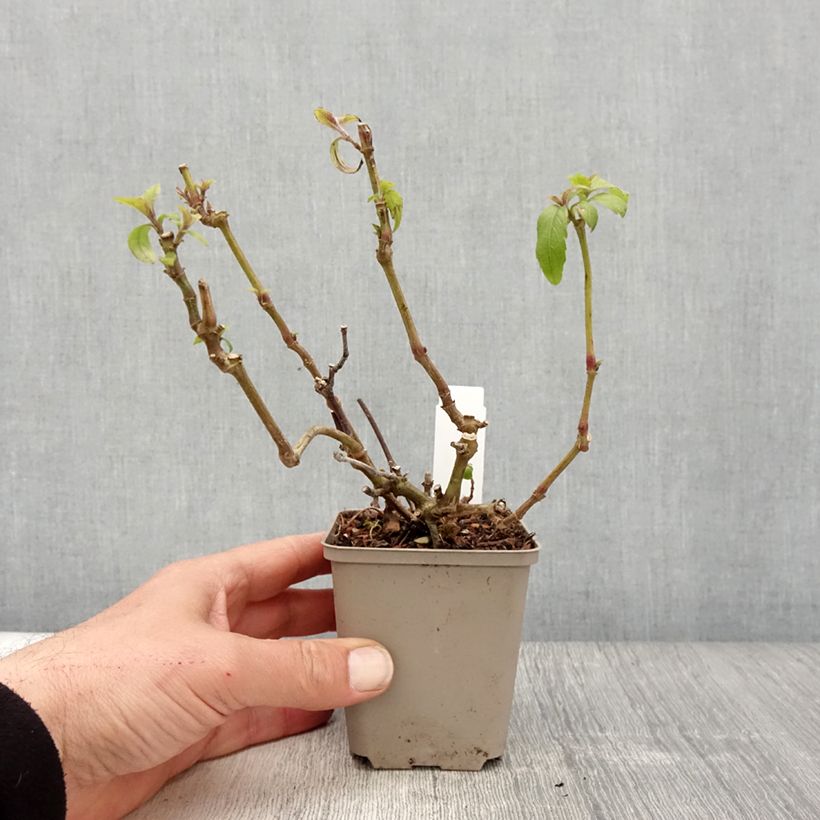 Exemplaar van Strobilanthes penstemonoides - Trompetkruid Kweekpotje van 8/9 cm zoals geleverd in de lente