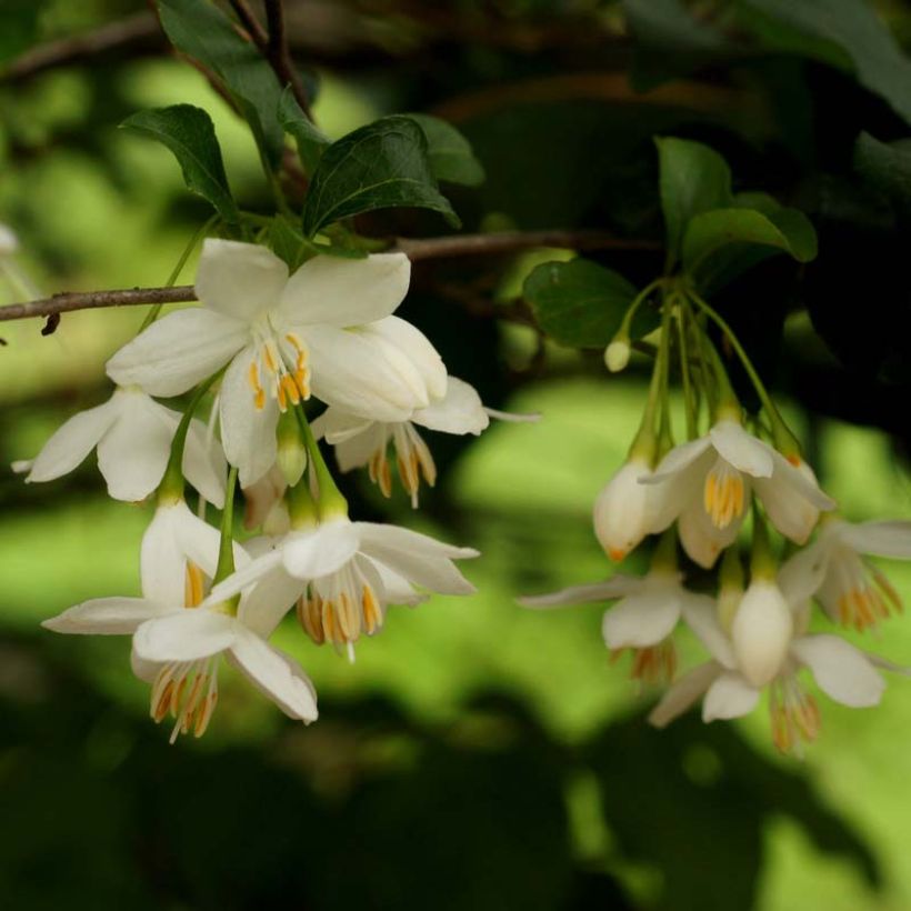 Styrax japonica - Japanse storaxboom (Bloei)