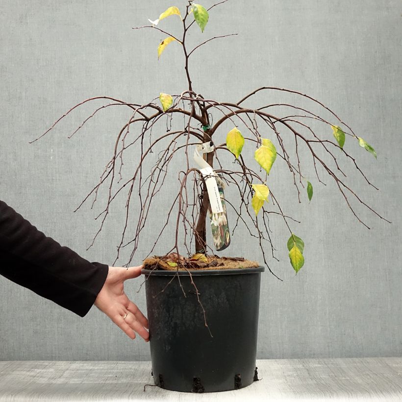 Exemplaar van Styrax japonica Fragrant Fountain - Japanse storaxboom Pot van 12 l/15 l zoals geleverd in de herfst