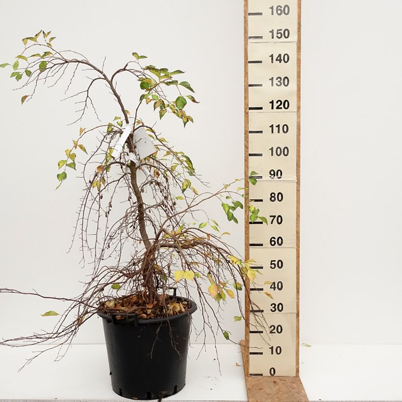 Exemplaar van Styrax japonica Fragrant Fountain - Japanse storaxboom Pot van 30L/35L zoals geleverd in de herfst