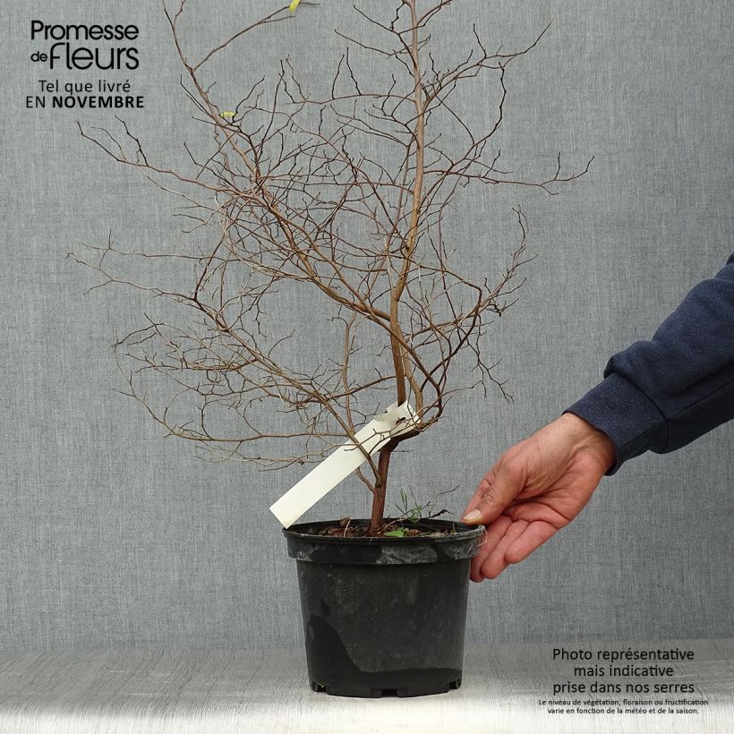 Exemplaar van Styrax japonica - Japanse storaxboom Pot van 3 l/4 l zoals geleverd in de herfst