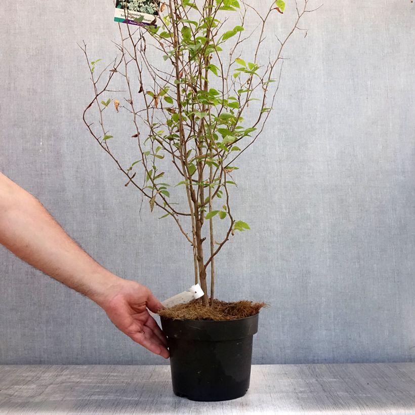 Exemplaar van Styrax japonica - Japanse storaxboom Pot van 3 l/4 l zoals geleverd in de zomer