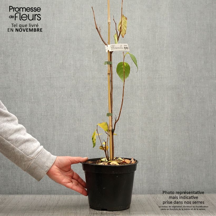Exemplaar van Styrax japonicus June Snow - Japanse storaxboom Pot van 3 l/4 l zoals geleverd in de herfst