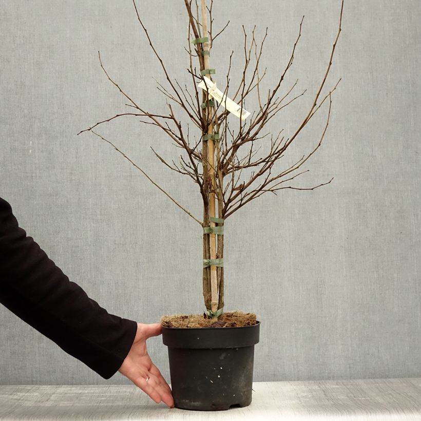 Exemplaar van Styrax japonicus Snowfall - Japanse storaxboom Pot van 4 l/5 l zoals geleverd in de herfst