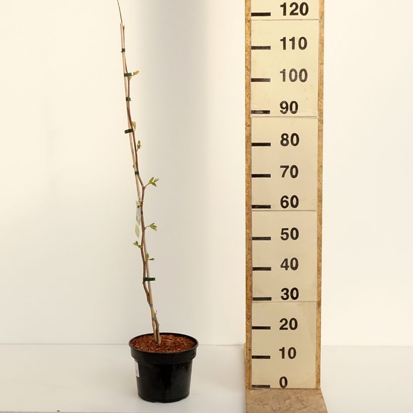 Exemplaar van Styrax obassia - Rondbladige storaxboom Pot van 2 l/3 l zoals geleverd in de lente