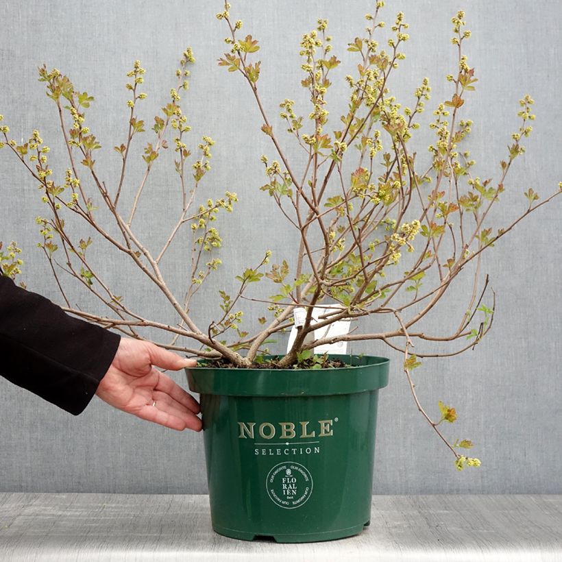 Exemplaar van Rhus aromatica Gro-Low - Welriekende sumak Pot van 7,5 l/10 l zoals geleverd in de lente