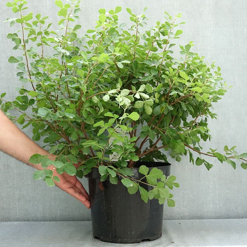 Exemplaar van Rhus aromatica Gro-Low - Welriekende sumak Pot van 7,5 l/10 l zoals geleverd in de zomer
