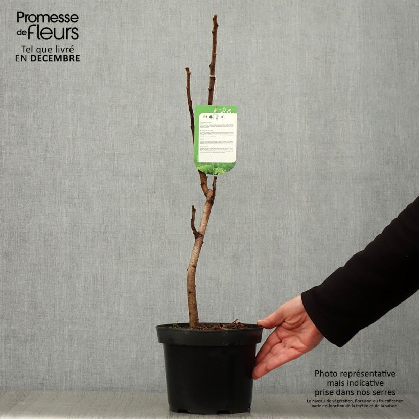 Exemplaar van Rhus typhina Dissecta - Fluweelboom Pot van 3 l/4 l zoals geleverd in de herfst