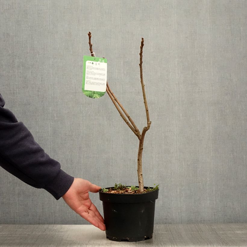 Example of Rhus typhina Dissecta - Fluweelboom Pot van 3 l/4 l as you get in printemps