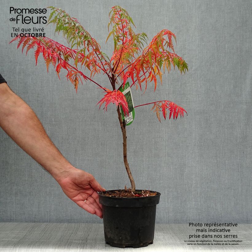 Exemplaar van Rhus glabra Laciniata - Gladde sumak Pot van 3 l/4 l zoals geleverd in de herfst