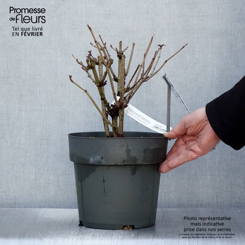 Exemplaar van Sambucus racemosa Golden Lace - Trosvlier Pot van 6 l/7 l zoals geleverd in de winter
