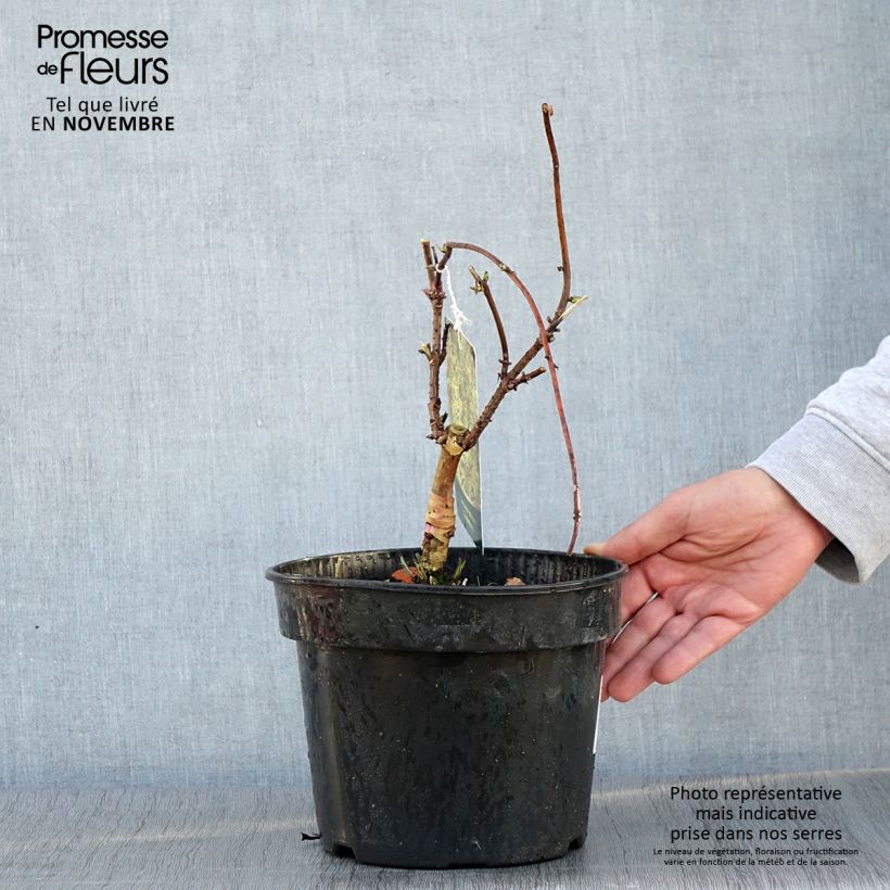 Exemplaar van Sureau à grappes - Sambucus racemosa Goldenlocks Pot de 4L/5L zoals geleverd in de herfst