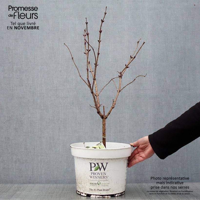 Exemplaar van Sambucus racemosa Lemony Lace - Trosvlier Pot van 7,5 l/10 l zoals geleverd in de herfst