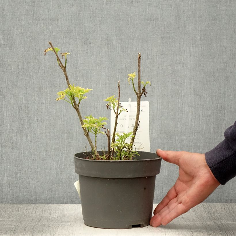 Exemplaar van Sambucus racemosa Sutherland Gold - Trosvlier Pot van 2 l/3 l zoals geleverd in de zomer