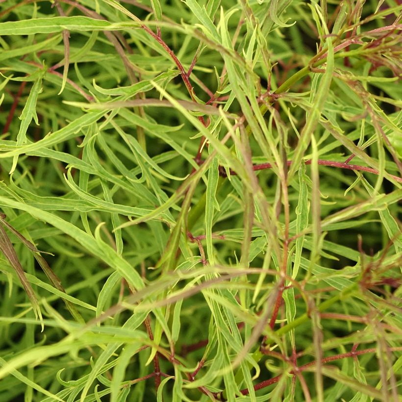 Sambucus racemosa Tenuifolia - Trosvlier (Blad)