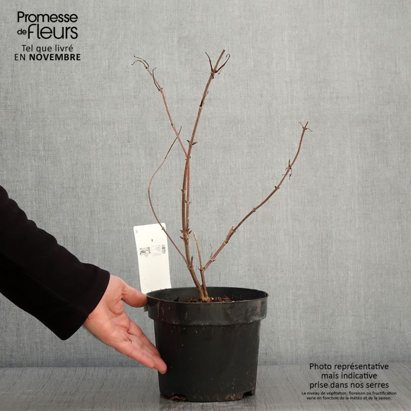 Exemplaar van Sambucus racemosa Welsh Gold - Trosvlier Pot van 3 l/4 l zoals geleverd in de herfst