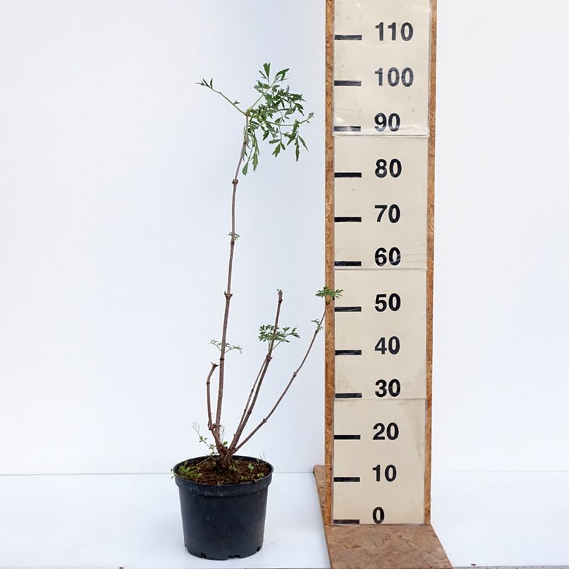 Exemplaar van Sambucus canadensis Acutiloba - Sureau du Canada Pot van 4 l/5 l zoals geleverd in de herfst