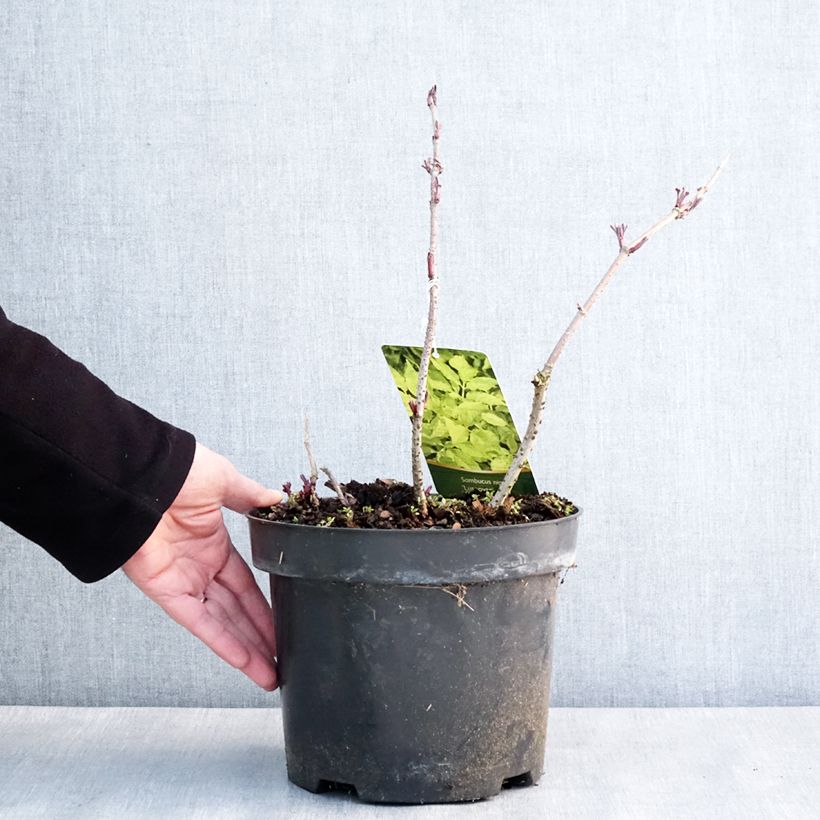 Exemplaar van Sambucus nigra Luteovariegata - Gewone vlier Pot van 4 l/5 l zoals geleverd in de winter