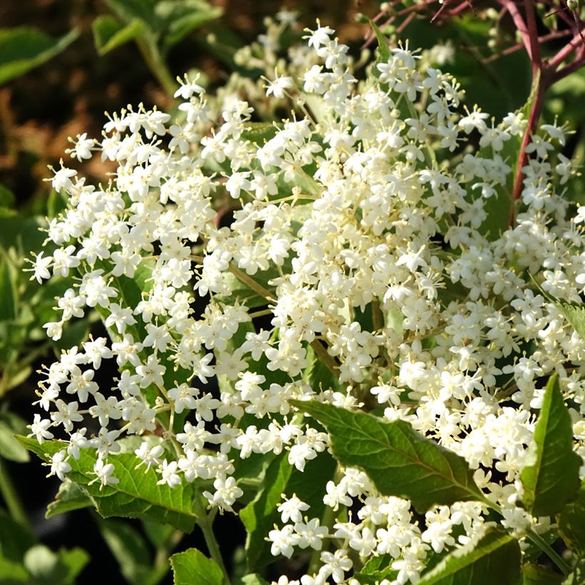 Sambucus nigra Albida - Gewone vlier (Bloei)