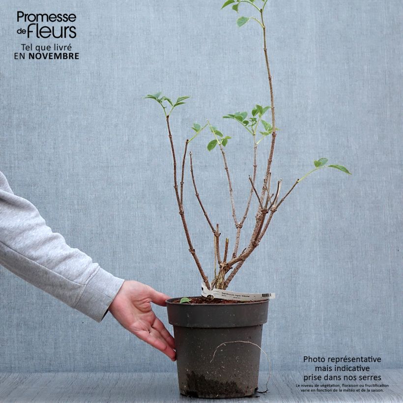 Exemplaar van Sureau noir - Sambucus nigra Albida Pot de 4L/5L zoals geleverd in de herfst