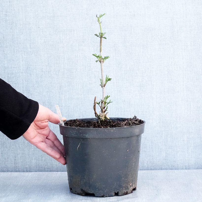 Exemplaar van Sambucus nigra Anatole - Gewone vlier Pot van 4 l/5 l zoals geleverd in de winter