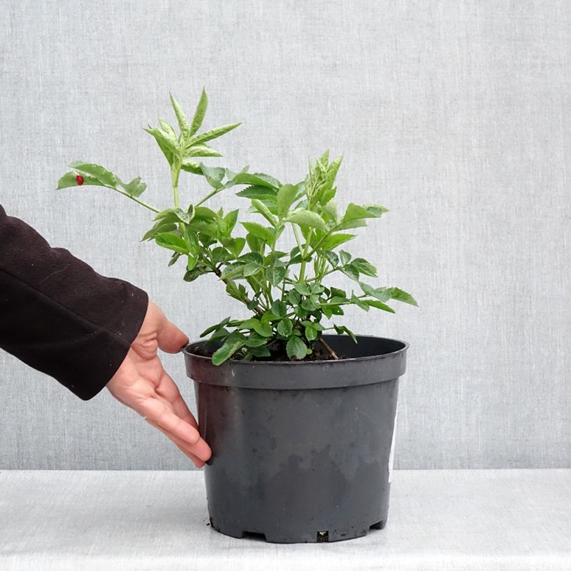 Exemplaar van Sambucus nigra Anatole - Gewone vlier Pot van 4 l/5 l zoals geleverd in de lente