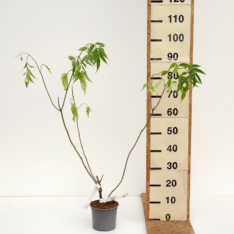 Exemplaar van Sambucus nigra Aurea - Gewone vlier Pot van 2 l/3 l zoals geleverd in de herfst