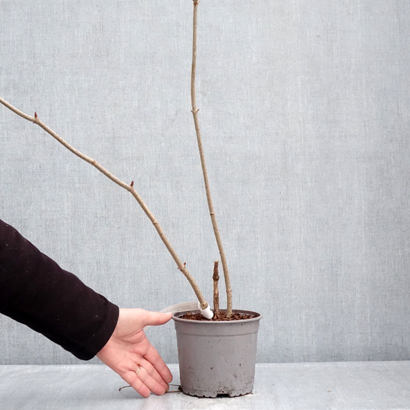 Exemplaar van Sambucus nigra Aurea - Gewone vlier Pot van 2 l/3 l zoals geleverd in de winter