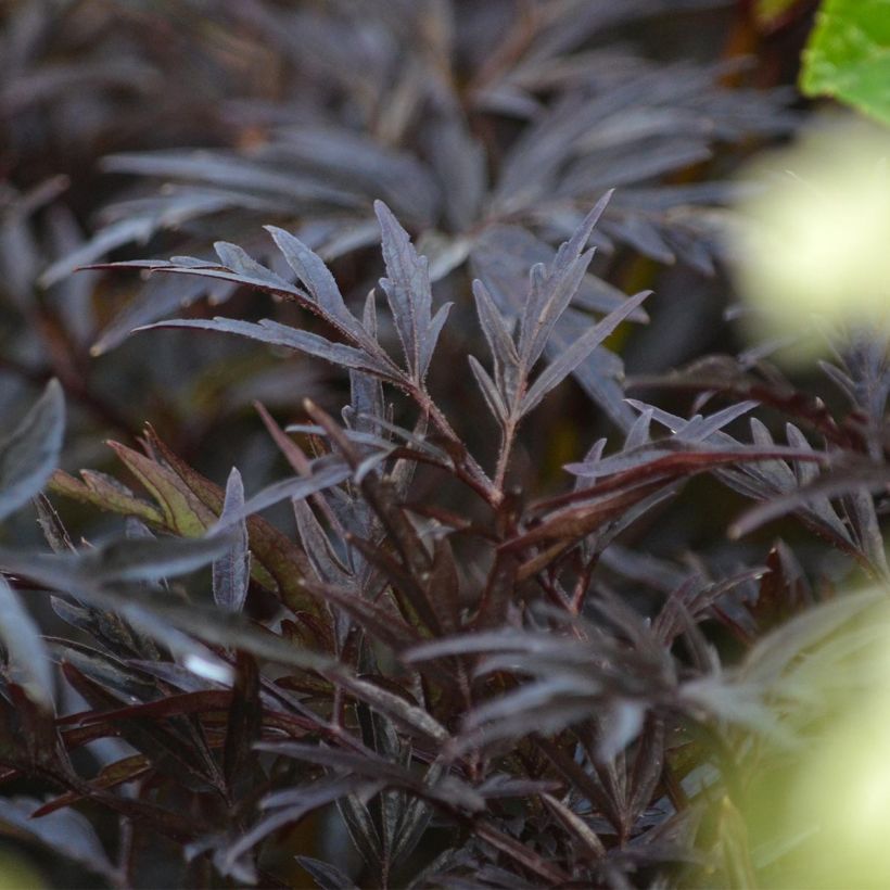 Sambucus nigra Black Lace - Gewone vlier (Blad)