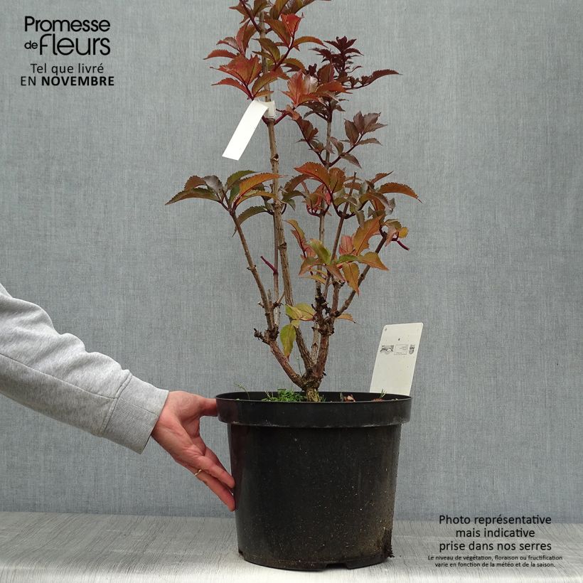 Exemplaar van Sambucus nigra Black Tower - Gewone vlier Pot van 7,5 l/10 l zoals geleverd in de herfst