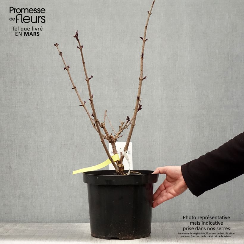 Example of Sambucus nigra Black Tower - Gewone vlier Pot van 7,5 l/10 l as you get in printemps
