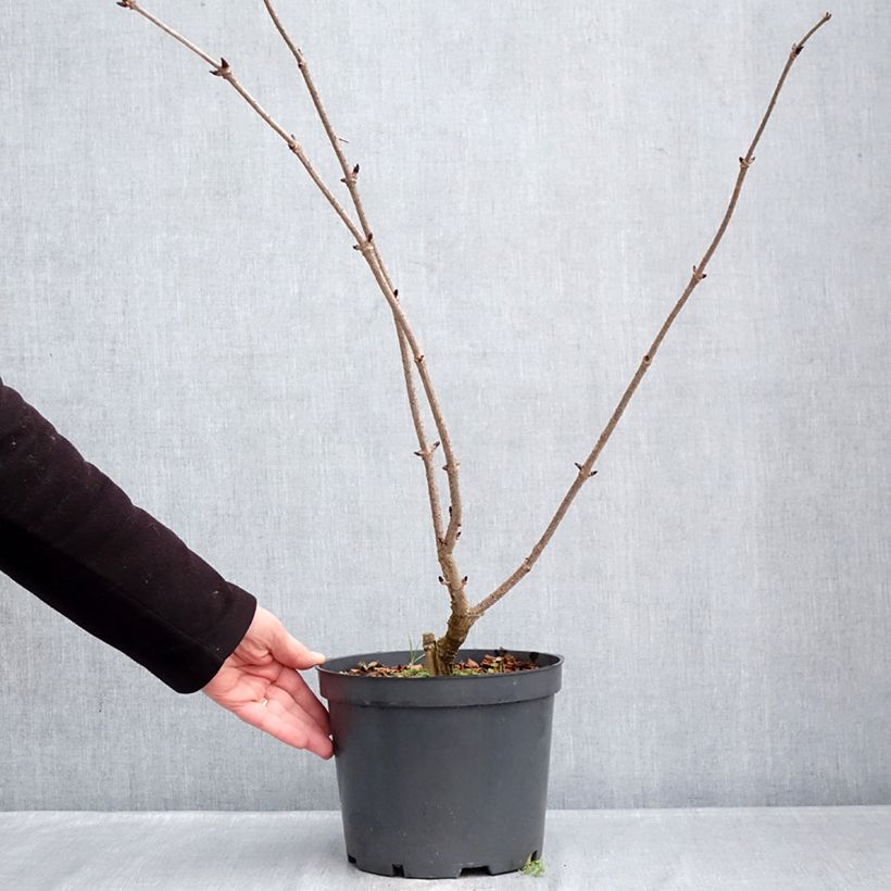 Exemplaar van Sambucus nigra Blue Sheen - Gewone vlier Pot van 4 l/5 l zoals geleverd in de winter