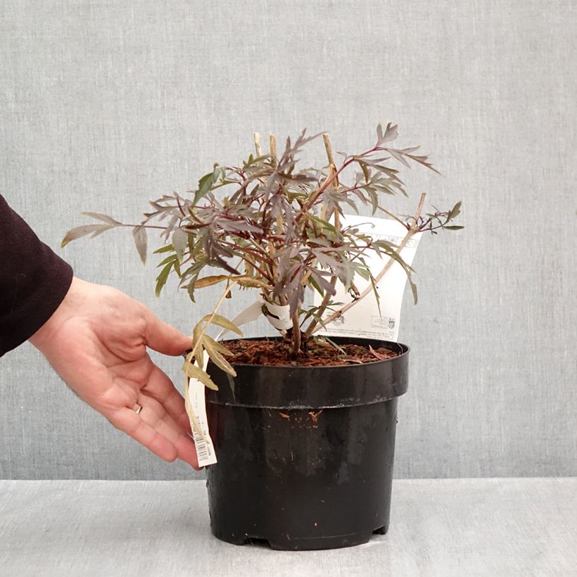 Exemplaar van Sambucus nigra Cherry Lace - Gewone vlier Pot van 3 l/4 l zoals geleverd in de herfst