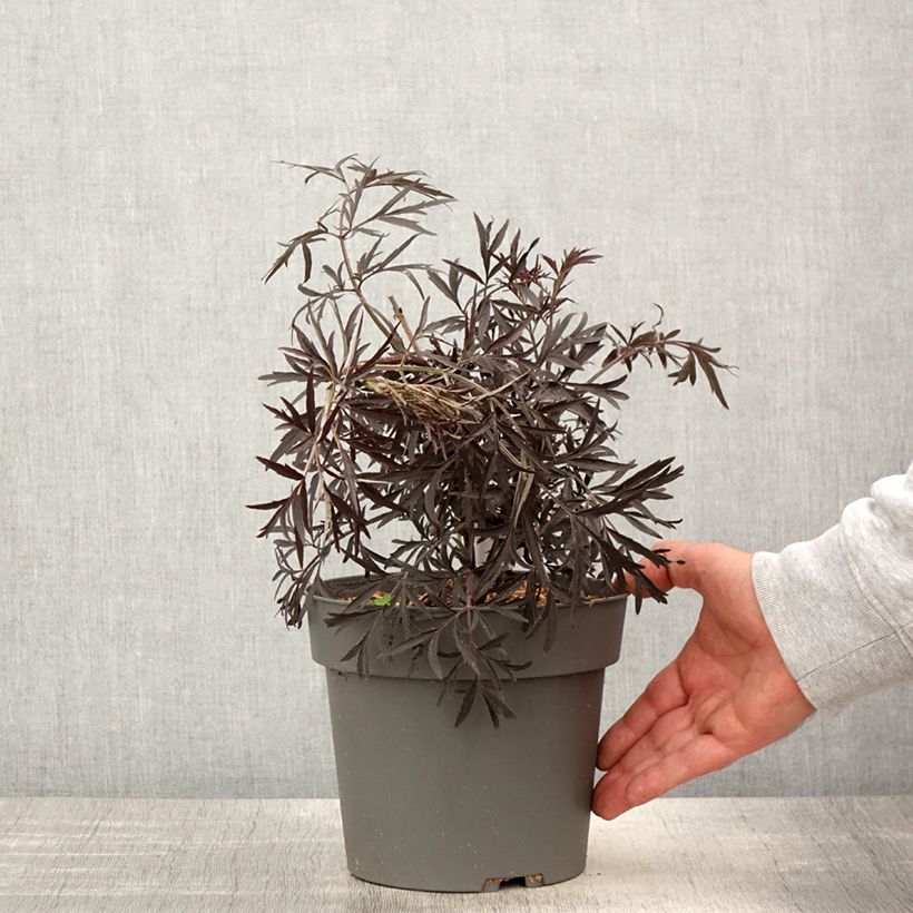 Example of Sambucus nigra Cherry Lace - Gewone vlier Pot van 3 l/4 l as you get in printemps
