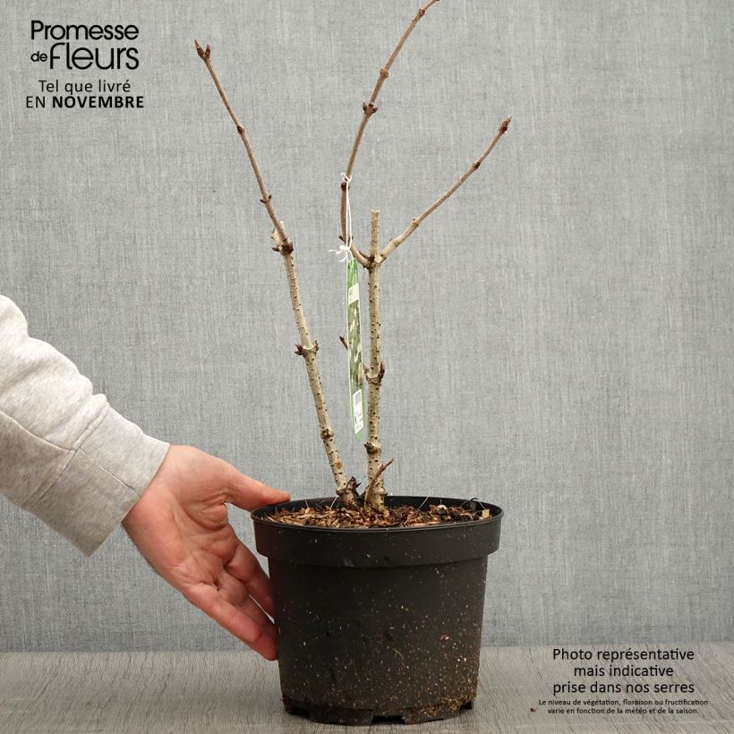 Exemplaar van Sambucus nigra - Gewone vlier Pot van 2 l/3 l zoals geleverd in de herfst